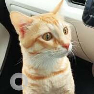 Missing: Orange Male Tabby Cat from Pampapathi Veterinarian Hospital, JP Nagar