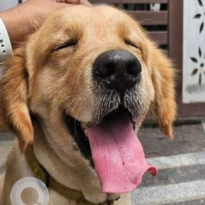 Found: Brown Male Labrador Dog from Prashassan Nagar, Hyderabad