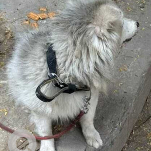 Found: Grey-White Mix Not Available Husky Dog from Mallepally, Asif nagar