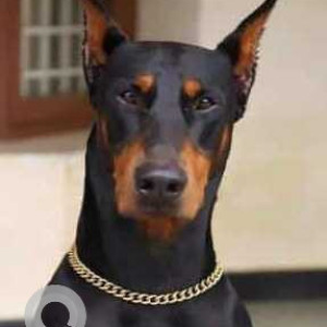 Missing: White-Brown Mix Male Doberman Dog from Manimangalam, Mudichur Road, Chennai