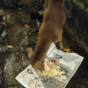 Found: Brown Female Indie Dog from Golibar Road no. 5, Santa Cruz East, near VNDesai hospital