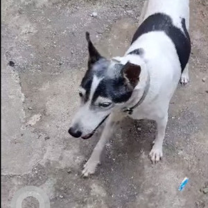 Indie dog is missing from Eksar Borivali west