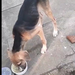 Black & Brown Indie Dog N/A is Found from Mumbai