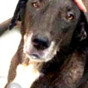Missing: Black Male Indie Dog from Greater Kailash, New Delhi
