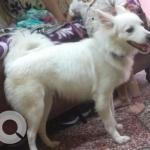 Missing: White Male Pomeranian Dog from Ghaziabad, Uttar Pradesh