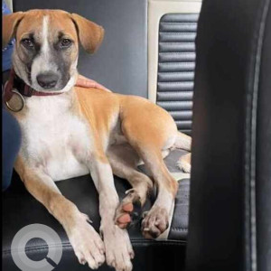 Missing: White-Brown Mix Female Indie Dog from DN Nagar, Andheri East outside Westside store