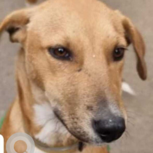 Missing: White-Brown Mix Male Indie Dog from Sikanderpur Metro Station Parking