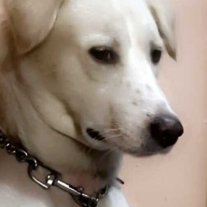 Missing: White Male Indie Dog from GT Karnal Road Alipur, Rd, near Tivi Grand, Budhpur, New Delhi