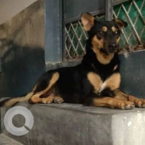 Missing: Black and Brown Female Indie Dog from Gali No. 16, Kacchi Colony, Madanpur Khadar