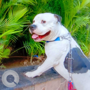 Missing: Black and White Male American Bully Dog from Westendarg lane 2 near Gora properties office