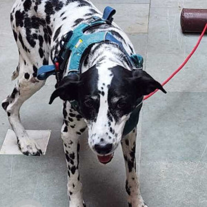 Missing: Black and White Female Dalmatian Dog from Kalkaji Mandir