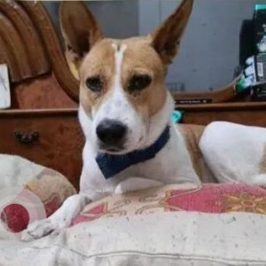 Missing: White-Brown Mix Male Indie Dog from Saraswati Colony near Krishna Public School Sehatpur