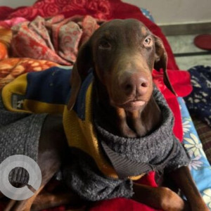 Missing: Brown Male Dobermann Dog from IGNOU Road, New Delhi