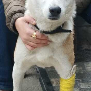 Found: White-Brown Mix Not Available Indie Dog from K block, Chittaranjan Park