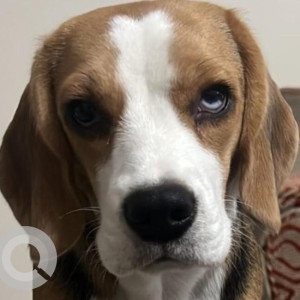 Missing: White-Brown Mix Female Beagle Dog from BK Dutt Colony, Lodhi Road