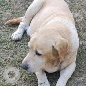 Missing: White Male Labrador Dog from Sector 37, Faridabad