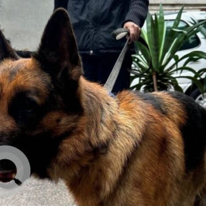Found: Black and Brown Male German shepherd Dog from Humayan Road near Khan Market