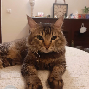 Missing: Grey Female Indie Cat from Defence Colony