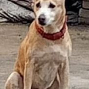 Found: Brown Male Indie Dog from Anand Parvet