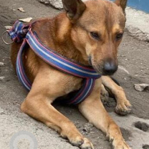 Found: Brown Male Indie Dog from Rajouri Garden