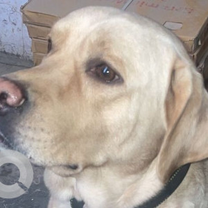 Found: White Male Labrador Dog from Janakpuri