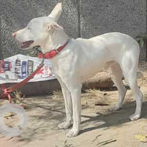 Found: White Male Indie Dog from R. K Puram, Sector -4, gate number -2, near CGHS Dispensary