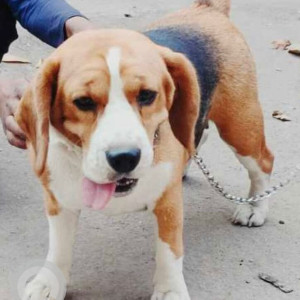 Found: White-Brown Mix Female Beagle Dog from Hauz Khas