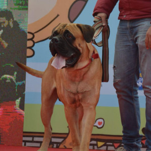 Missing: Brown Male Bullmastiff Dog from Rahul Valecha  C- 701 Ganinath Nikunj Plt no 1 Sector 5  Dwarka