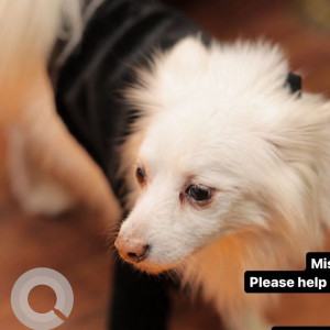 Missing: White Male Pomeranian Dog from Euphoria Mansion Banquet, Moti Nagar, Delhi