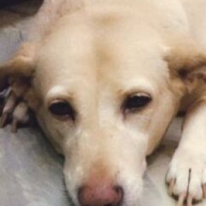 Missing: Golden Female Labrador Dog from Geeta Colony
