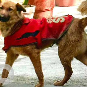 Found: Brown Not Available Golden Retriever Dog from MD block Pitampura