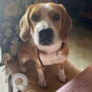 Missing: White-Brown Mix Male Beagle Dog from 65, Santhome high road