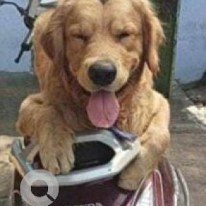 Missing: Brown Male Golden Retriever Dog from Delhi Station