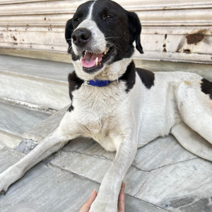 Missing: Black and White Female Indie Dog from Jal vihar, Lajpat Nagar