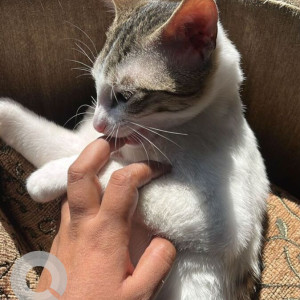 Missing: White and Grey Female Indie Cat from B block, Nizamuddin west