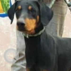 Found: Black and Brown Male Dobermann Dog from Ismialpur, Neharpur, Faridabad