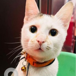 Missing: White and Grey Female Indie Cat from Chanchal Park, Dwarka Mor