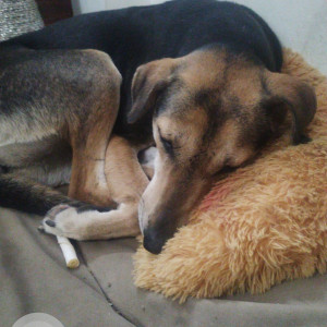Missing: Black and Brown Female Indie Dog from Prakash Mohalla