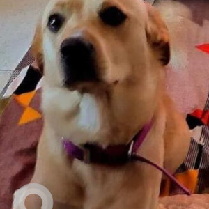Missing: Brown Male Indie Dog from Faridabad