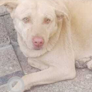 Found: White Male Indie Dog from G Block Mansarover, Garden