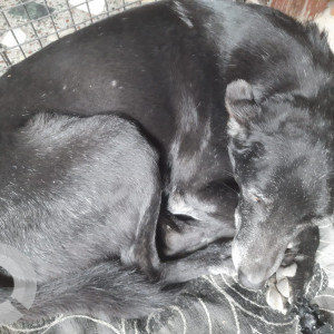 Missing: Black Female Indie Dog from F Block South Extension Part 1, New Delhi