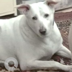 Missing: White Female Indie Dog from C40 Gulmohar Park