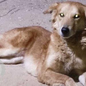 Found: Brown Male Indie Dog from Mandakini, Enclave, Alaknanda, New Delhi