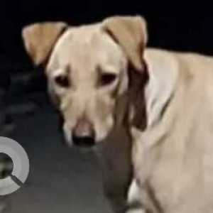 Missing: Brown Female Indie Dog from C Block, GK-1