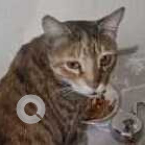 Missing: White and Grey Female Indie Cat from RK Puram, Sector 3