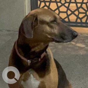 Missing: Black and Brown Male Dobermann mix Dog from C Block, Greater Kailash 1
