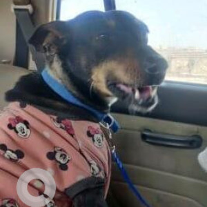 Missing: Black and Brown Female Indie Dog from Delhi