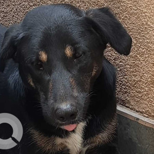 Found: Black and Brown Male Indie Dog from Panchsheel Park