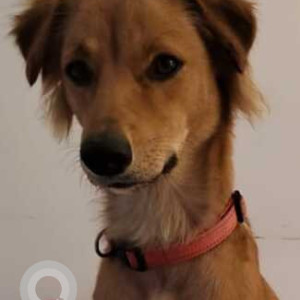 Missing: Brown Female Indie Dog from Dwarka More Crossing