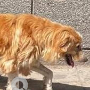 Missing: Brown Not Available Golden Retriever Dog from West Kidwai Nagar, D-II Quarter, near DilliHaat